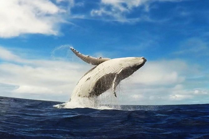 Samana Whale Watching + Cayo Levantado ( Bacardi Island) with Lunch by Locals - Setting out on an open catamaran