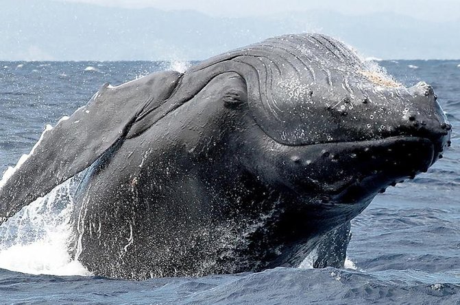 Samana Whale Watching + Cayo Levantado ( Bacardi Island) with Lunch by Locals - What the guide commentary adds