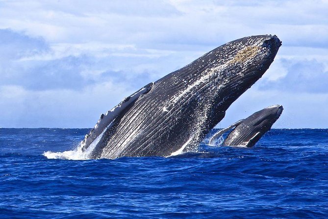 Samana Whale Watching + Cayo Levantado ( Bacardi Island) with Lunch by Locals - Lunch with a local Samana flavor
