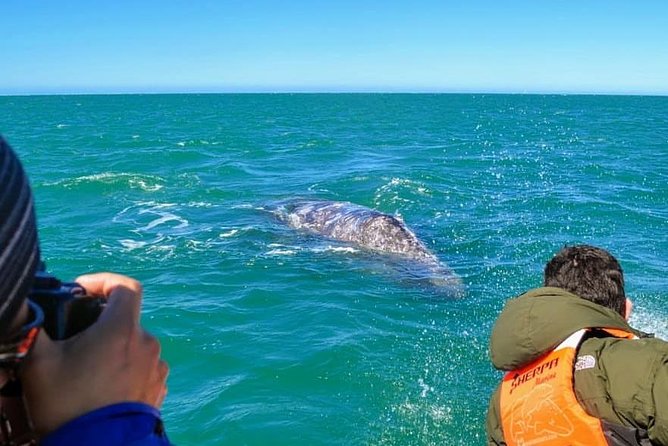 Samana Whale Watching + Cayo Levantado ( Bacardi Island) with Lunch by Locals - Is $65 a good value?