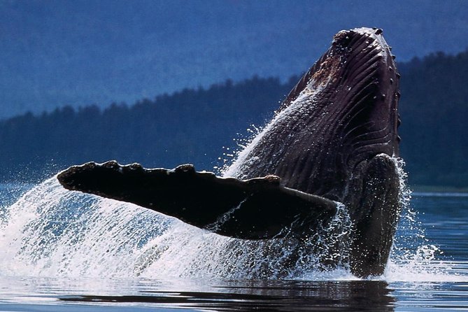 Samana Whale Watching + Cayo Levantado ( Bacardi Island) with Lunch by Locals - Pickup, meeting point, and group planning