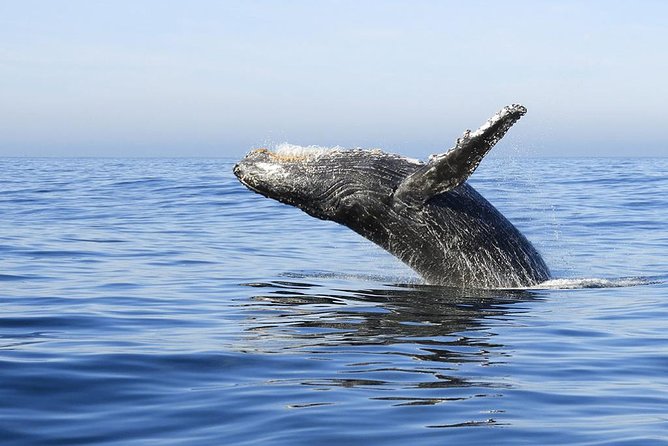 Samana Whale Watching + Cayo Levantado ( Bacardi Island) with Lunch by Locals - The whale search in Samana Bay