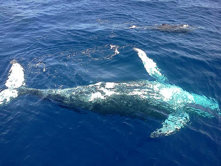 Samana: Whale Watching Tour - Key points to know before booking