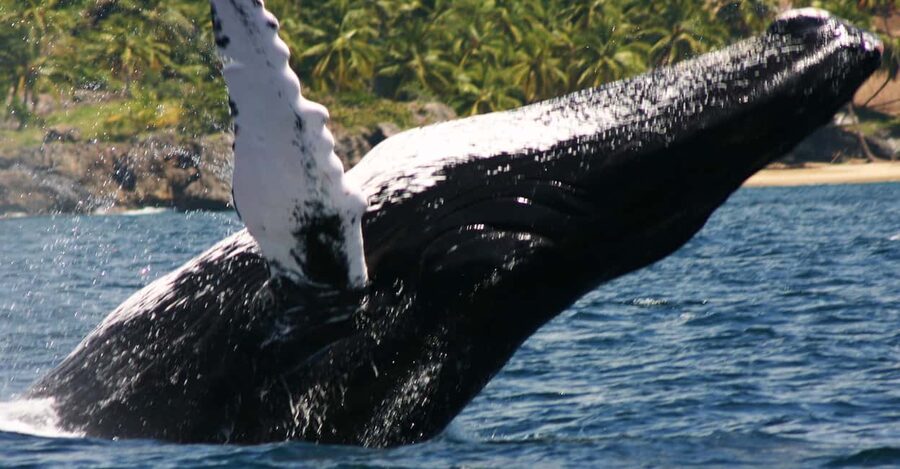 Samana: Whale Watching Tour - The long road from Puerto Plata to Samaná