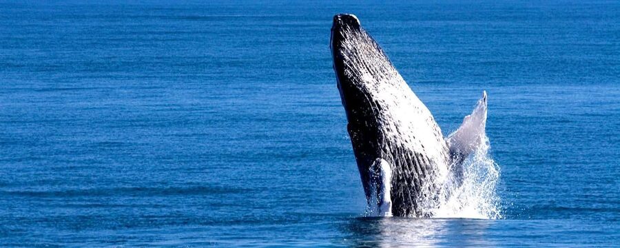 Samana: Whale Watching Tour - What whale watching is really like