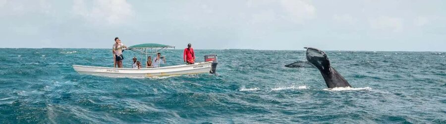Samaná: Whale Watching Tour with Snacks - Key points before you book