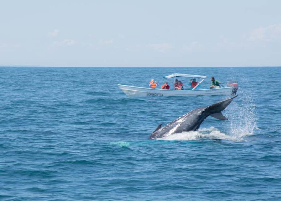 Samaná: Whale Watching Tour with Snacks - Why Samaná Bay is the real attraction