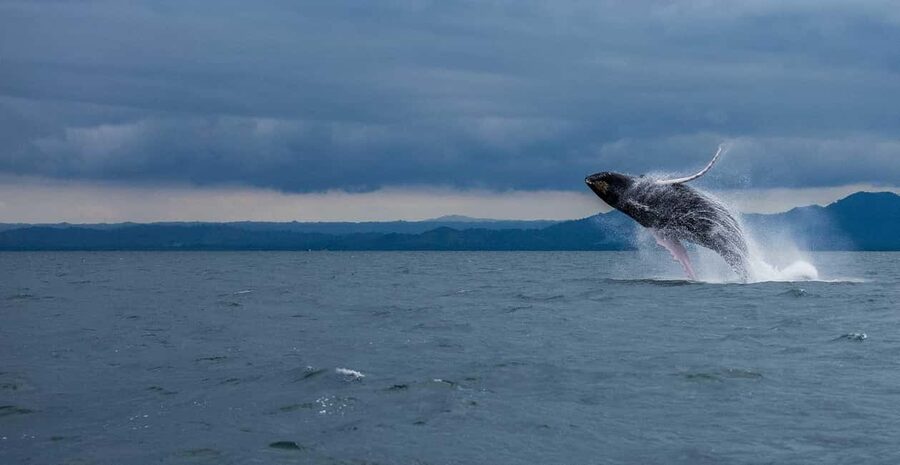 Samaná: Whale Watching Tour with Snacks - Crossing the bay toward the Marine Mammal Sanctuary
