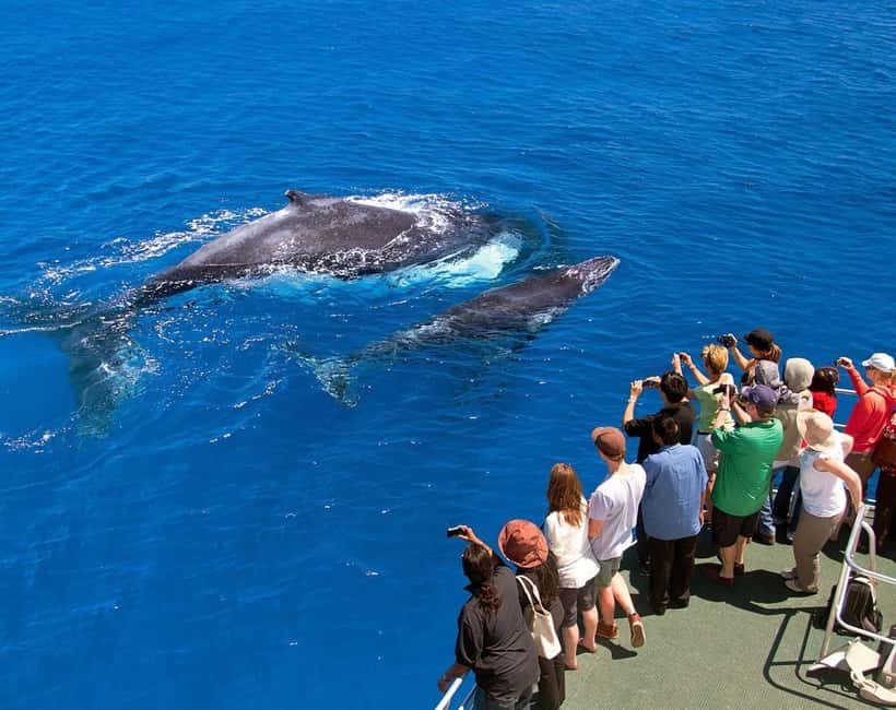 Samaná: Whale Watching Tour with Snacks - Meeting at the Samaná dock at 9:30 AM