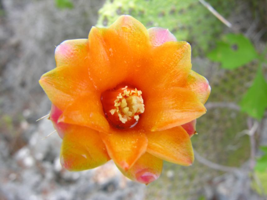 Santo Domingo: Natural Treasures of the City - Is $175 a fair price?