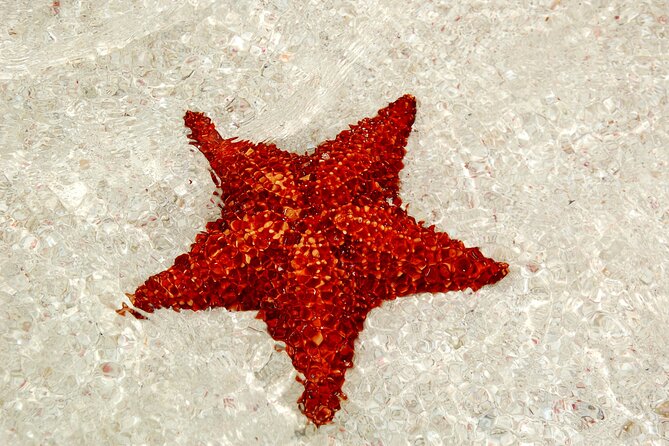 Saona Island: Full-day Catamaran Tour - Small Group - Food, drinks, and what the $119 price covers