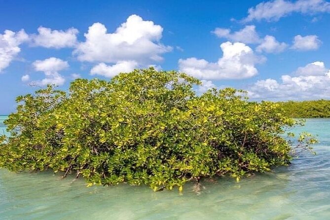 Saona Island Full-Day Tour with Lunch from Punta Cana - The natural pool stop