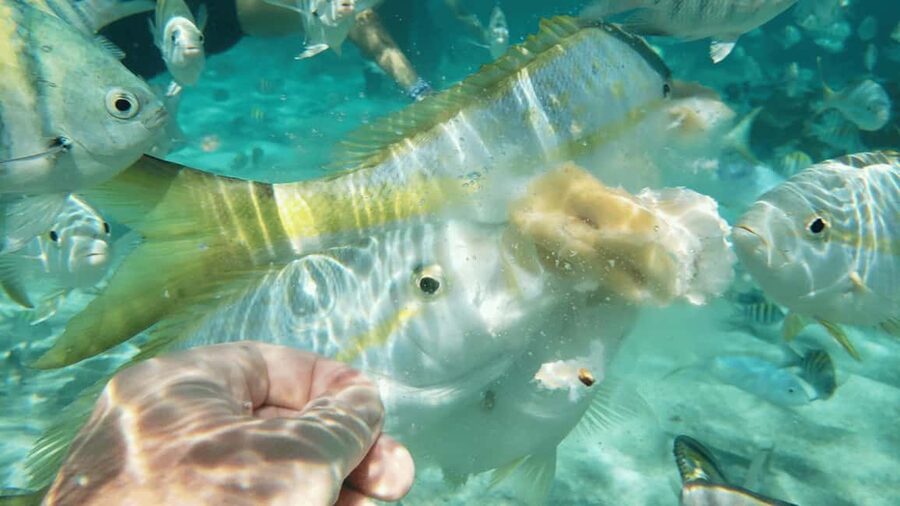 Saona Island: Hidden Beach & Natural Pool - The early coach ride from Punta Cana, Bávaro, or Uvero Alto