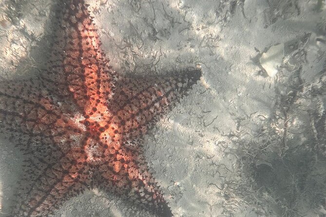 Saona Island Premium Discovery Tour from Punta Cana or Bayahíbe - Why this Saona day feels different