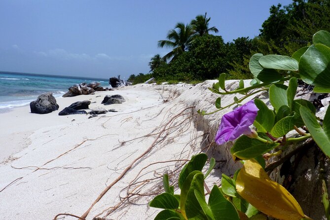 Saona Island Tour from Punta Cana with Lunch, Open Bar & Pickup - The real value at $68.55