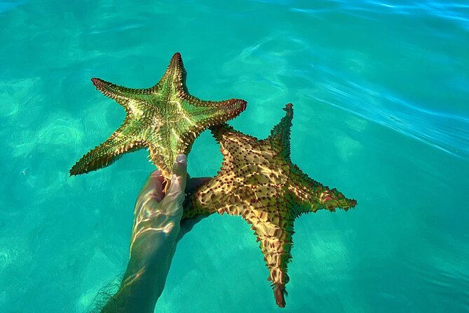 Saona Private Tour with Own Guide and Transport from Punta Cana - Playa Viva, reef fish, and a flexible snorkeling stop