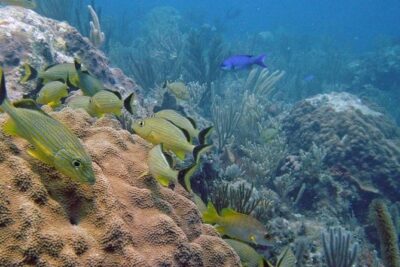 Scuba Doo Diving Experience in Punta Cana