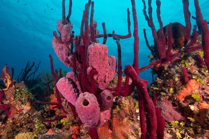 Scuba Doo Diving Experience in Punta Cana - What is included, and what costs extra