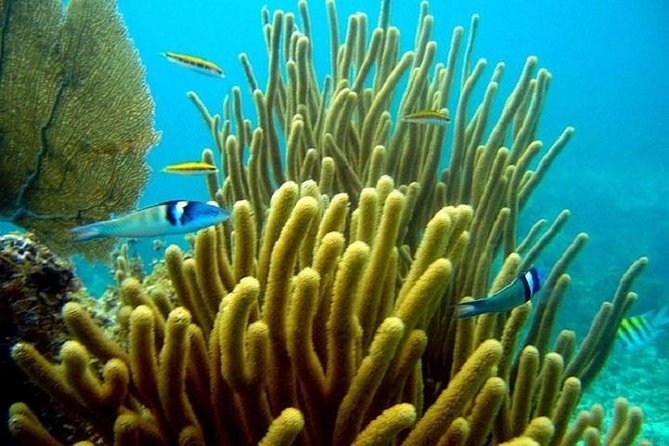Scuba Doo Underwater Scooter in Punta Cana (Half Day) - Who will like this outing most
