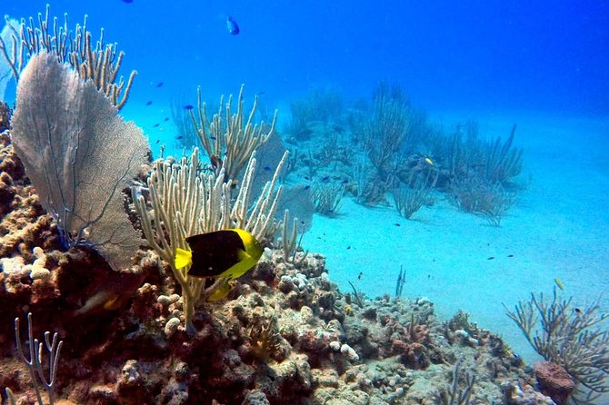 Shared 2 hours Sosúa Bay Snorkeling with Professional Guide - Starting at Dive Cabarete at 1 p.m.