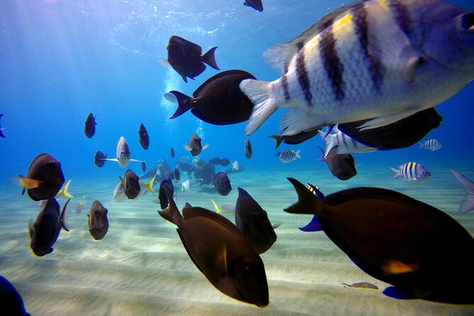 Shared 2 hours Sosúa Bay Snorkeling with Professional Guide - Why the guide matters here