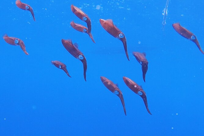 Shared 2 hours Sosúa Bay Snorkeling with Professional Guide - The $45 price and what you receive