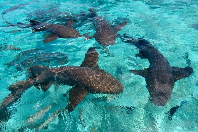 Sharks & Stingrays Snorkeling in Punta Cana with Parasailing - Starting at SeaPro Divers at 2:00 pm