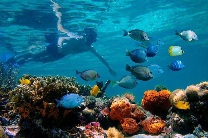 Short Excursion 4-Hour Party Catamaran and Snorkeling - A four-hour party boat with real time in the water