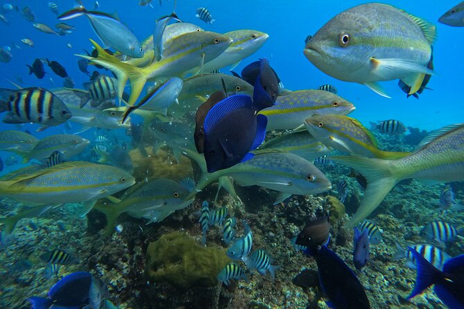 Short Excursion 4-Hour Party Catamaran and Snorkeling - What happens around Sosua