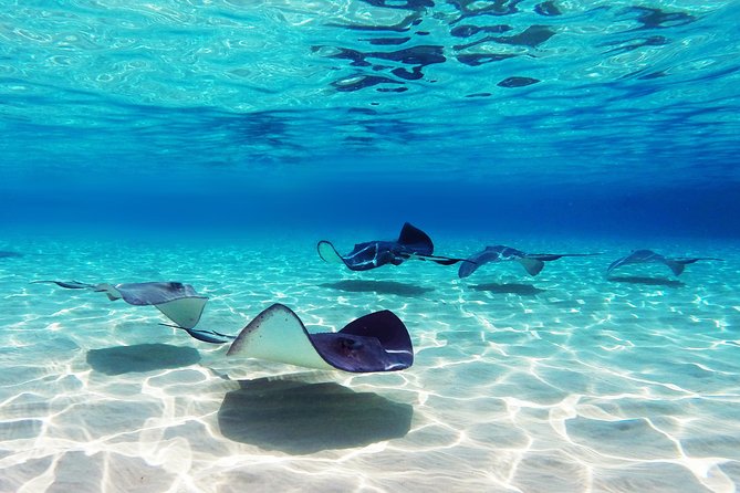 Small Group Snorkeling, Sharks & Stingrays Encounter by boat - Key points to know before booking