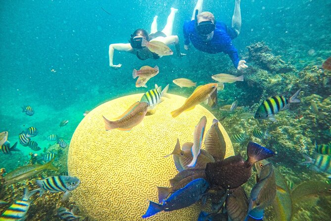 Snorkel Lovers for All Ages & Premium Seafood Lunch in Punta Cana - Key details to know before you book