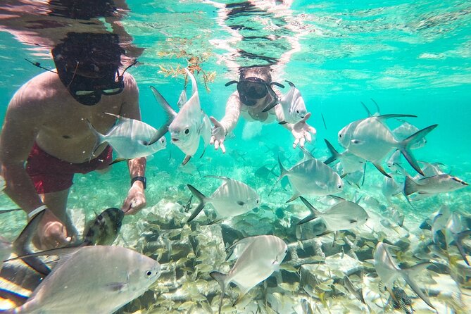 Snorkel Lovers for All Ages & Premium Seafood Lunch in Punta Cana - What the $114 price includes