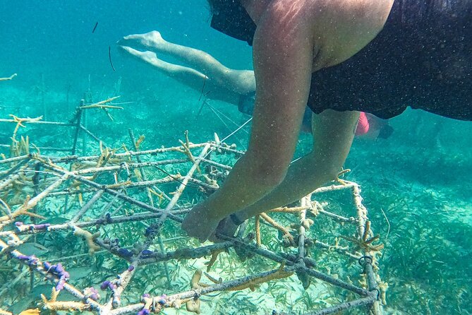 Snorkel Lovers for All Ages & Premium Seafood Lunch in Punta Cana - Who should choose this outing