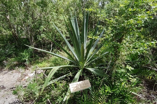 Snorkeling in the Cenotes of Bayahibe - What the $55 Price Really Includes
