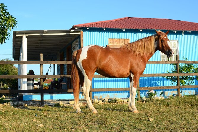Sunset Horseback Riding Tour in Punta Cana (Private Option) - Horse Care and What You Should Watch For