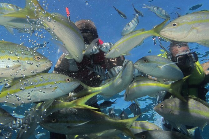 VIP Fascinating Boat Ride & Snorkeling at Sosua Bay - The crew and the beginner experience