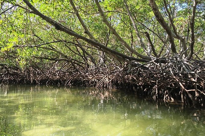 VIP tour to Paradise Island & The Mangroves - Lunch at Playa Ensenada