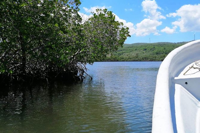 VIP tour to Paradise Island & The Mangroves - The Estero Hondo manatee stop