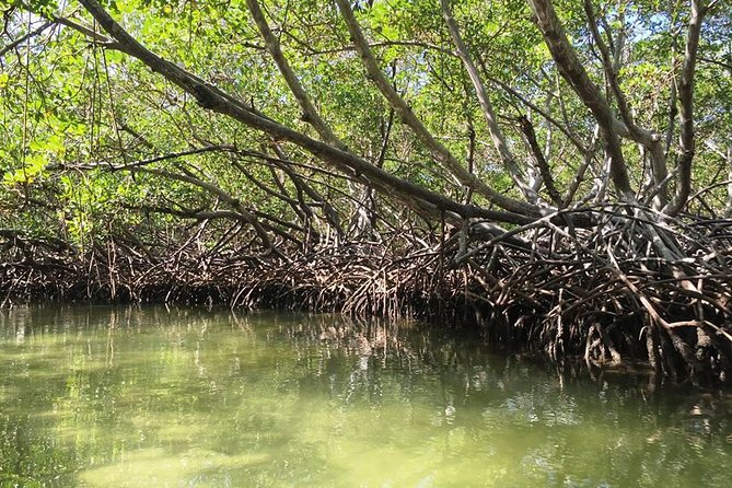 VIP tour to Paradise Island & The Mangroves - What $158.98 gets you