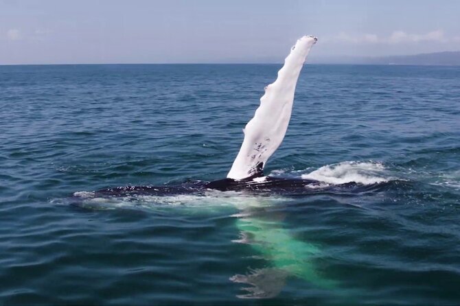 Whale watching and Montana Redonda - What the $189 price really buys