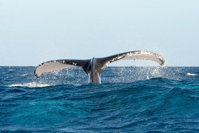 Whale watching and Montana Redonda - Practical booking details and cancellation