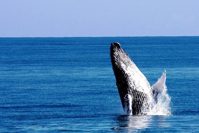 Whale Watching in Samana - Key points to know before booking