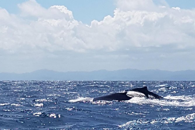 Whale Watching in Samana - Why Samana Bay is the main event