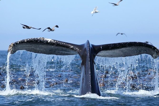 Whale Watching in Samaná Bay + Bacardi Island Beach- Full DayTrip - Three hours looking for humpback whales