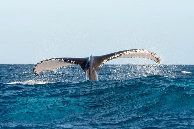Whale Watching in Samaná Bay + Bacardi Island Beach- Full DayTrip - Cayo Levantado, the four-hour beach break