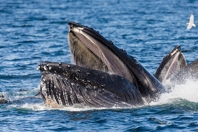 Whale Watching in Samaná Bay + Bacardi Island Beach- Full DayTrip - What lunch and the included extras are worth