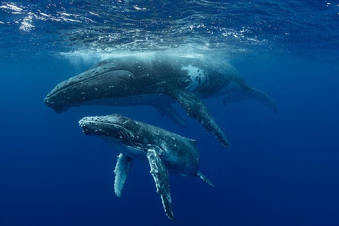 Whale Watching in Samaná Bay + Bacardi Island Beach- Full DayTrip - The wet-boat issue and other comfort matters