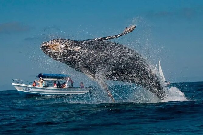 Whale Watching in Samaná Bay + Bacardi Island Beach- Full DayTrip - Las Cañitas and the boat to the bay