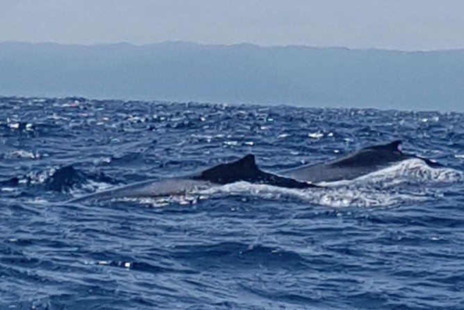 Whale Watching in Samana - The early pickup from Puerto Plata, Sosua, or Cabarete