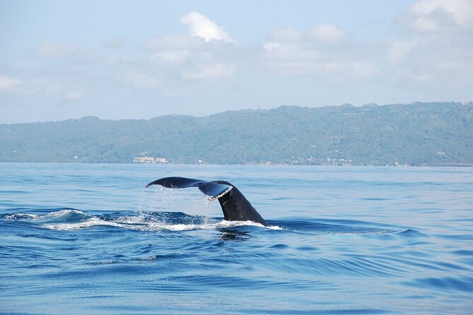Whale Watching & Limón Waterfall Day Trip - Key points to know before booking